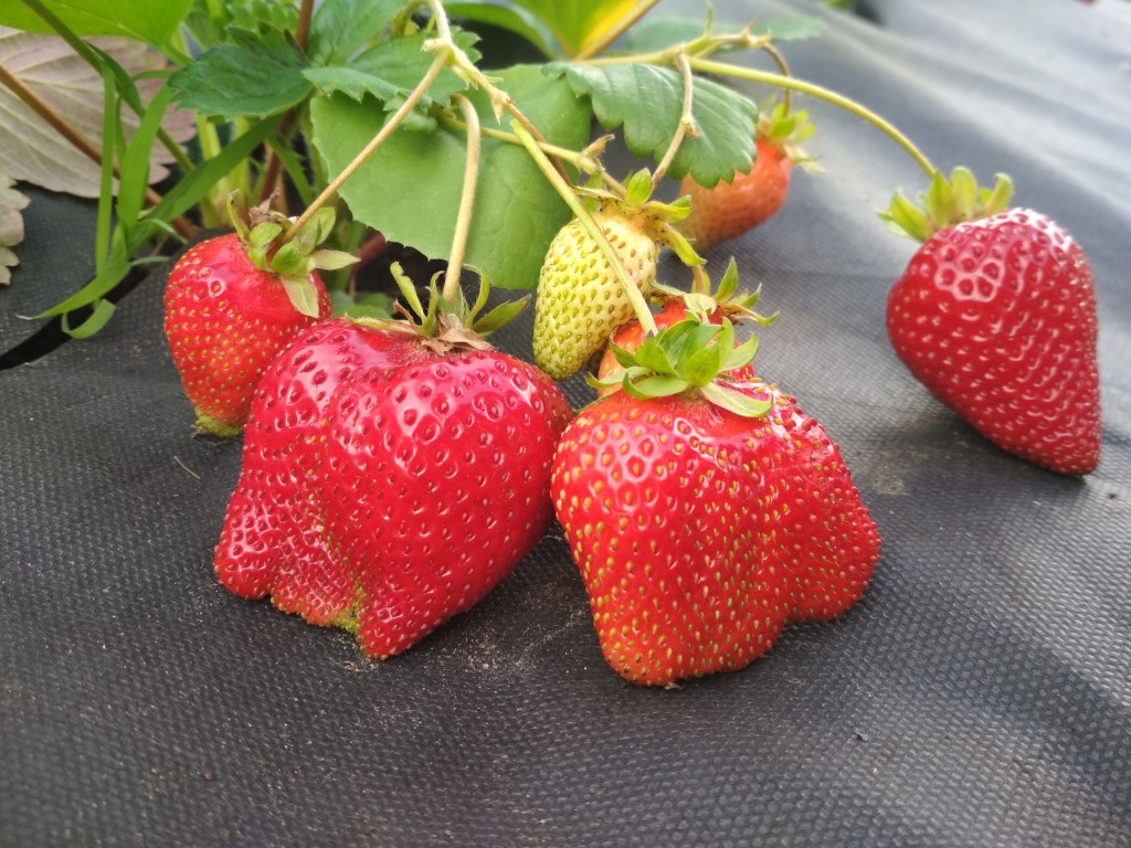 Клубника Адрия