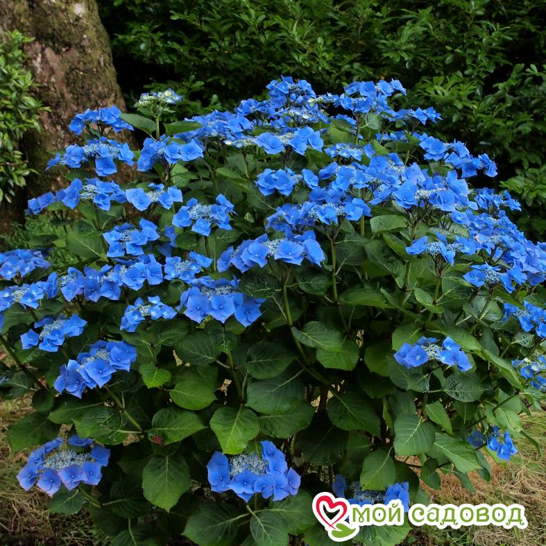 Гортензия крупнолистная Таубе (Taube)