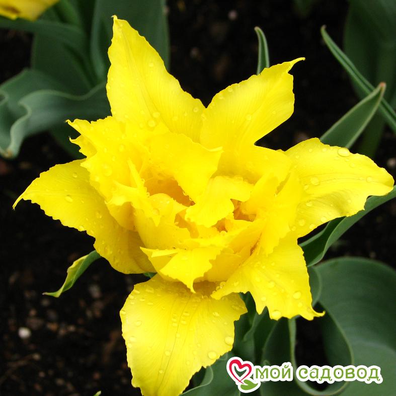 Тюльпан лилиецветный Монте Спайдер