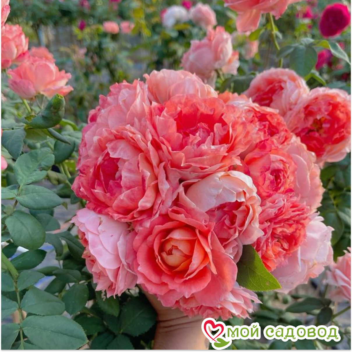 Роза чайно-гибридная Принцесса Сакуры